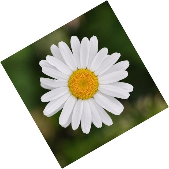 rotate clockwise flower